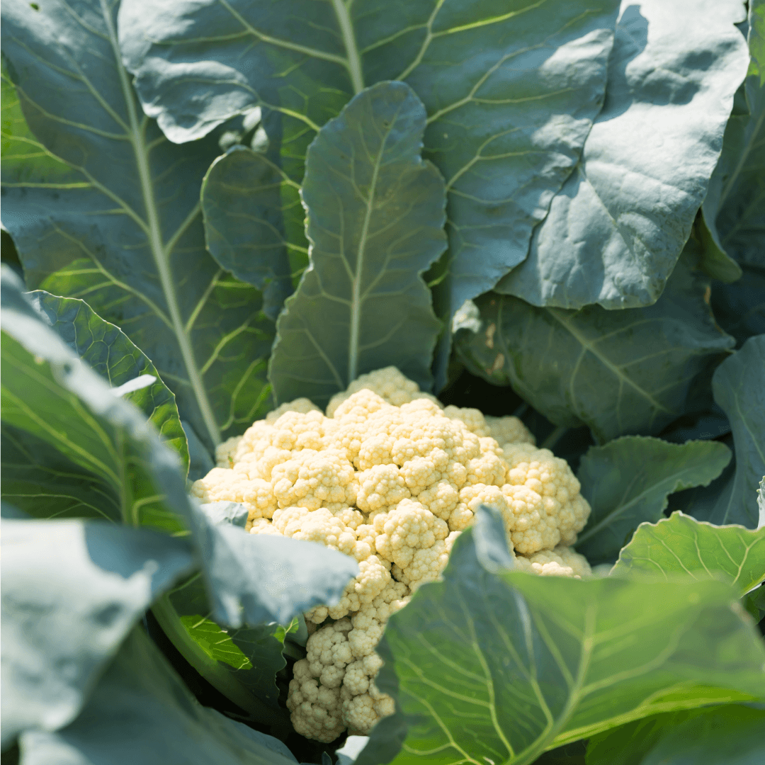 Kalafior. 9,90 zl/szt.